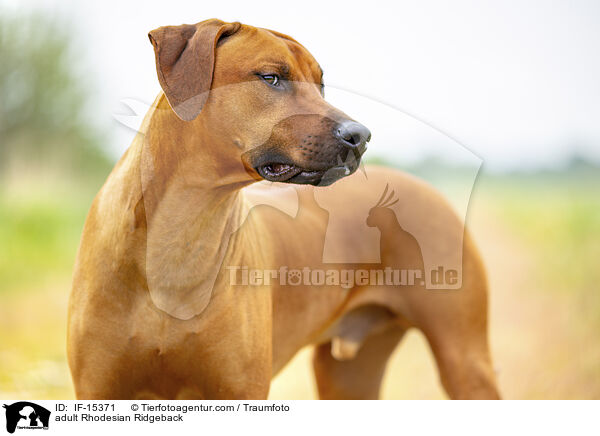 ausgewachsener Rhodesian Ridgeback / adult Rhodesian Ridgeback / IF-15371