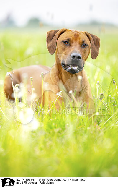 ausgewachsener Rhodesian Ridgeback / adult Rhodesian Ridgeback / IF-15374