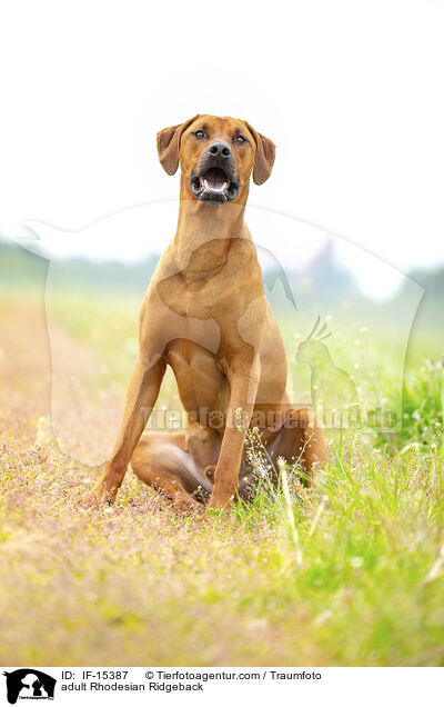ausgewachsener Rhodesian Ridgeback / adult Rhodesian Ridgeback / IF-15387