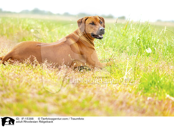 ausgewachsener Rhodesian Ridgeback / adult Rhodesian Ridgeback / IF-15388