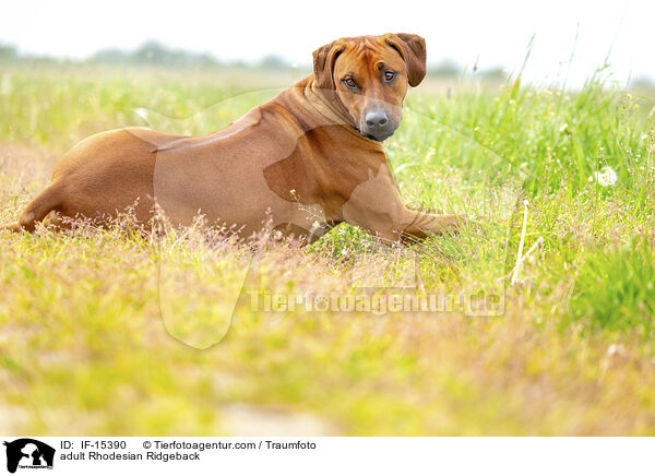 ausgewachsener Rhodesian Ridgeback / adult Rhodesian Ridgeback / IF-15390