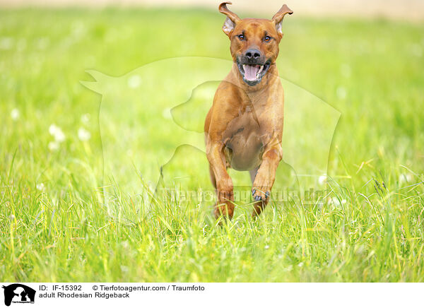 ausgewachsener Rhodesian Ridgeback / adult Rhodesian Ridgeback / IF-15392