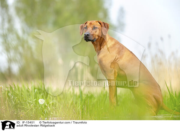 ausgewachsener Rhodesian Ridgeback / adult Rhodesian Ridgeback / IF-15401