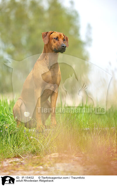 ausgewachsener Rhodesian Ridgeback / adult Rhodesian Ridgeback / IF-15402