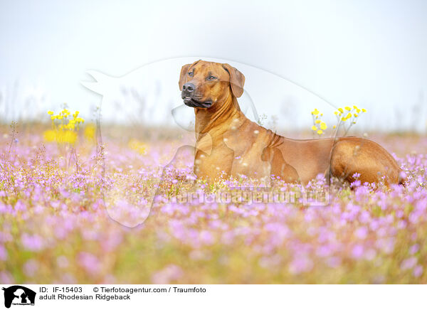 ausgewachsener Rhodesian Ridgeback / adult Rhodesian Ridgeback / IF-15403