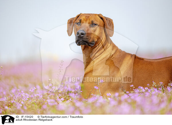 ausgewachsener Rhodesian Ridgeback / adult Rhodesian Ridgeback / IF-15420
