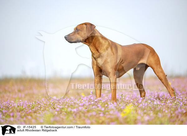ausgewachsener Rhodesian Ridgeback / adult Rhodesian Ridgeback / IF-15425