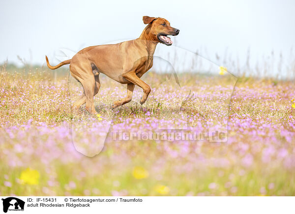 ausgewachsener Rhodesian Ridgeback / adult Rhodesian Ridgeback / IF-15431