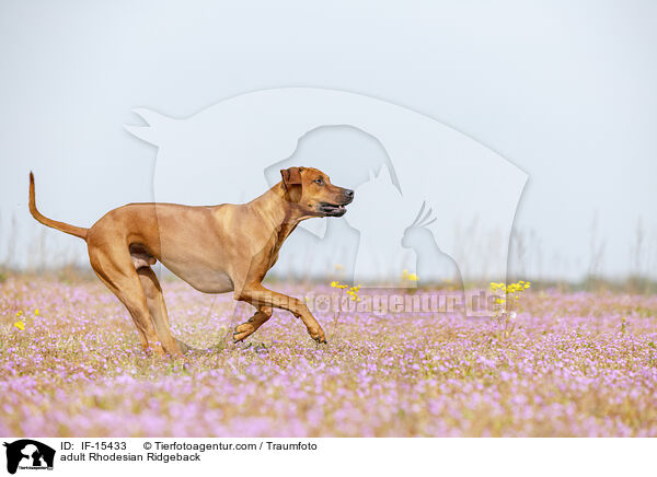 ausgewachsener Rhodesian Ridgeback / adult Rhodesian Ridgeback / IF-15433
