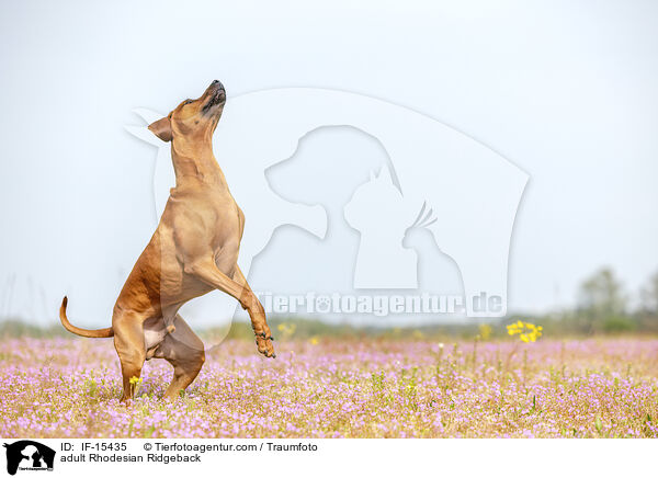 ausgewachsener Rhodesian Ridgeback / adult Rhodesian Ridgeback / IF-15435