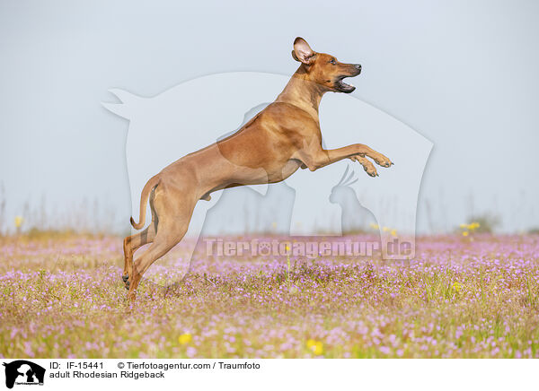 ausgewachsener Rhodesian Ridgeback / adult Rhodesian Ridgeback / IF-15441