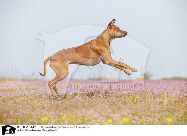 ausgewachsener Rhodesian Ridgeback / adult Rhodesian Ridgeback / IF-15442