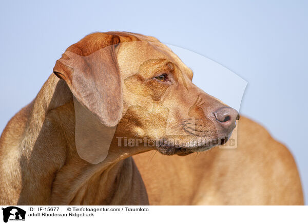 ausgewachsener Rhodesian Ridgeback / adult Rhodesian Ridgeback / IF-15677