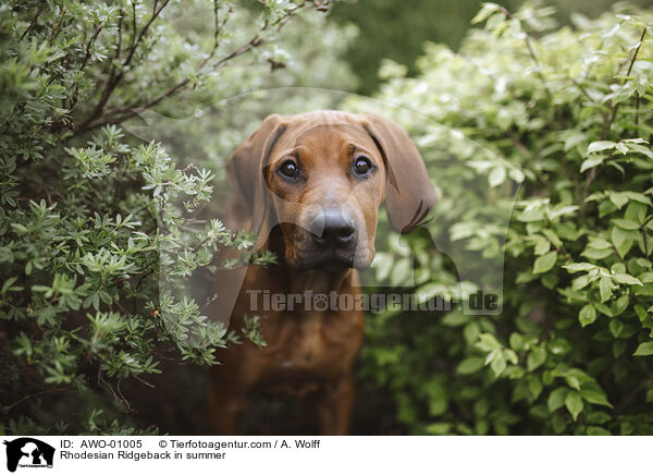 Rhodesian Ridgeback im Sommer / Rhodesian Ridgeback in summer / AWO-01005