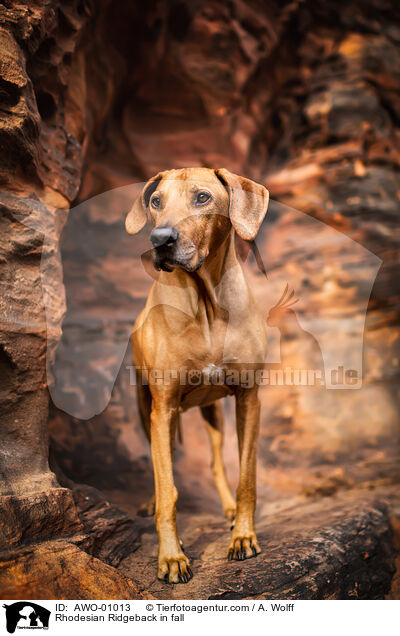 Rhodesian Ridgeback im Herbst / Rhodesian Ridgeback in fall / AWO-01013