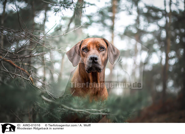 Rhodesian Ridgeback im Sommer / Rhodesian Ridgeback in summer / AWO-01016