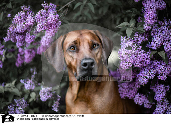 Rhodesian Ridgeback im Sommer / Rhodesian Ridgeback in summer / AWO-01021