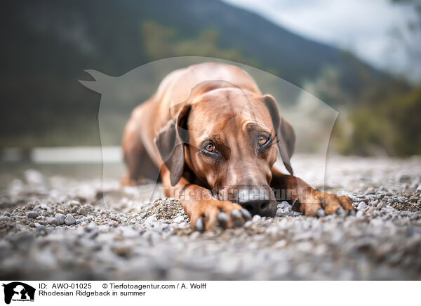 Rhodesian Ridgeback im Sommer / Rhodesian Ridgeback in summer / AWO-01025