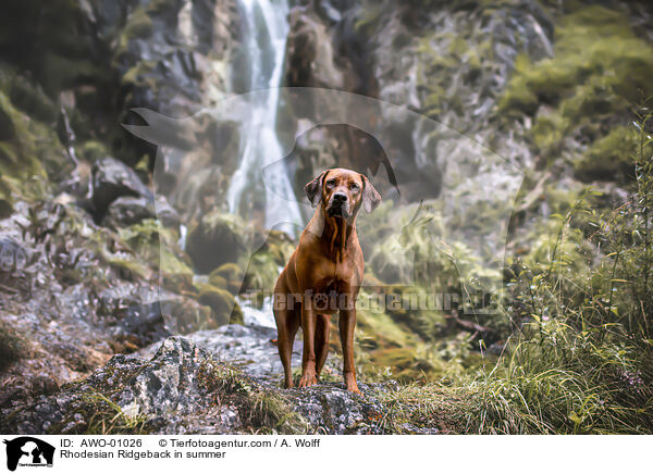 Rhodesian Ridgeback im Sommer / Rhodesian Ridgeback in summer / AWO-01026
