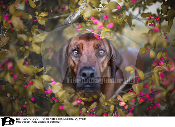 Rhodesian Ridgeback im Sommer / Rhodesian Ridgeback in summer / AWO-01029