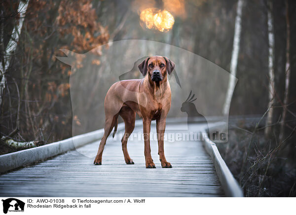 Rhodesian Ridgeback im Herbst / Rhodesian Ridgeback in fall / AWO-01038