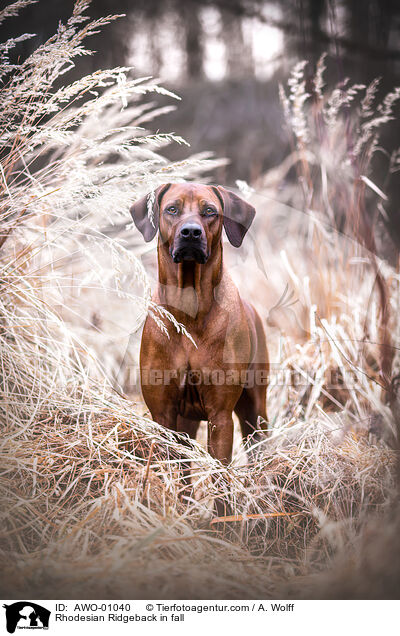 Rhodesian Ridgeback im Herbst / Rhodesian Ridgeback in fall / AWO-01040