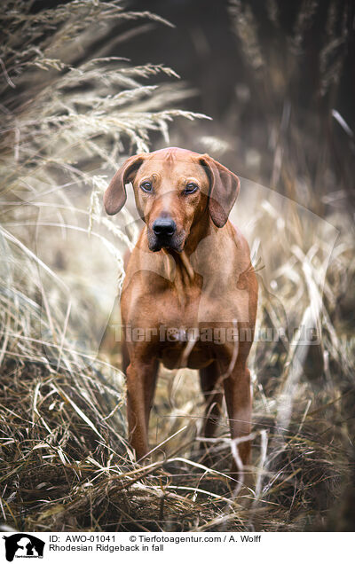 Rhodesian Ridgeback im Herbst / Rhodesian Ridgeback in fall / AWO-01041