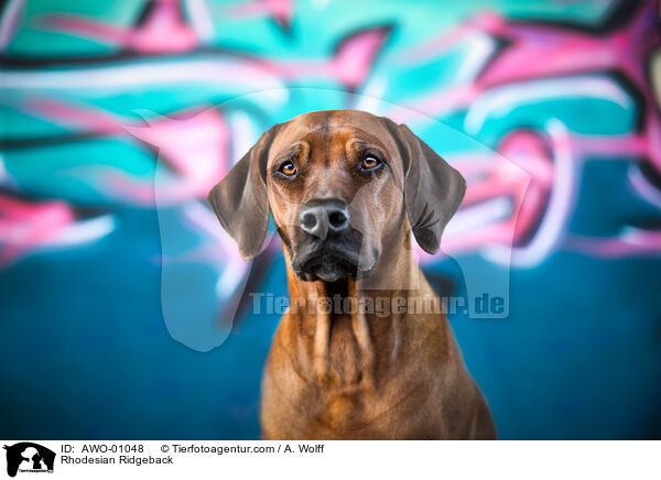 Rhodesian Ridgeback / Rhodesian Ridgeback / AWO-01048
