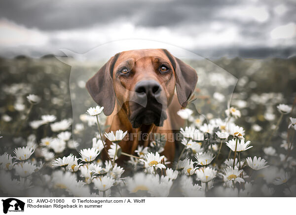 Rhodesian Ridgeback im Sommer / Rhodesian Ridgeback in summer / AWO-01060