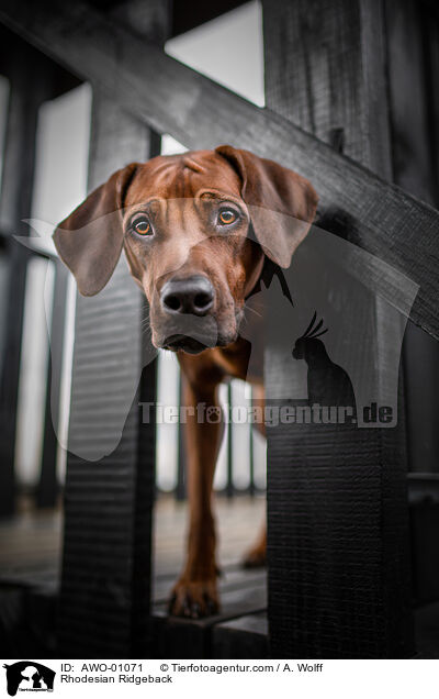 Rhodesian Ridgeback / Rhodesian Ridgeback / AWO-01071