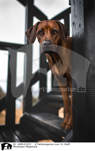 Rhodesian Ridgeback / Rhodesian Ridgeback / AWO-01072