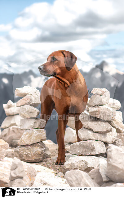 Rhodesian Ridgeback / Rhodesian Ridgeback / AWO-01091