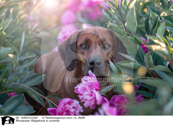 Rhodesian Ridgeback im Sommer / Rhodesian Ridgeback in summer / AWO-01095