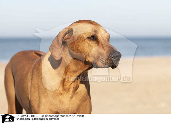 Rhodesian Ridgeback im Sommer / Rhodesian Ridgeback in summer / AWO-01099