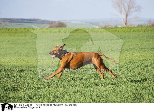 Rhodesian Ridgeback / Rhodesian Ridgeback / SST-22835
