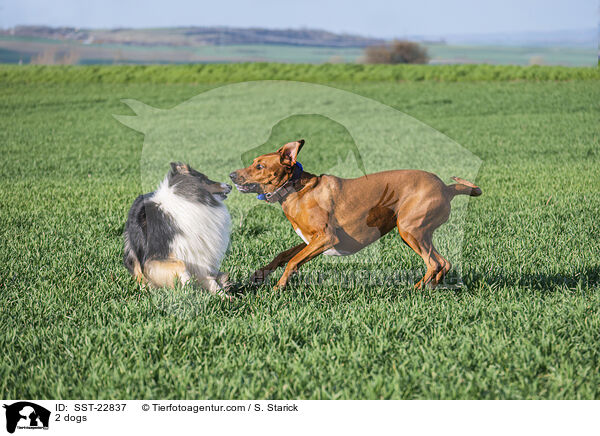 2 Hunde / 2 dogs / SST-22837