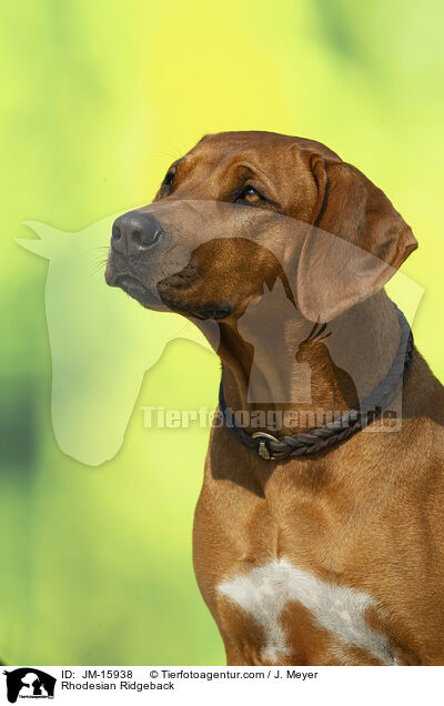 Rhodesian Ridgeback / Rhodesian Ridgeback / JM-15938