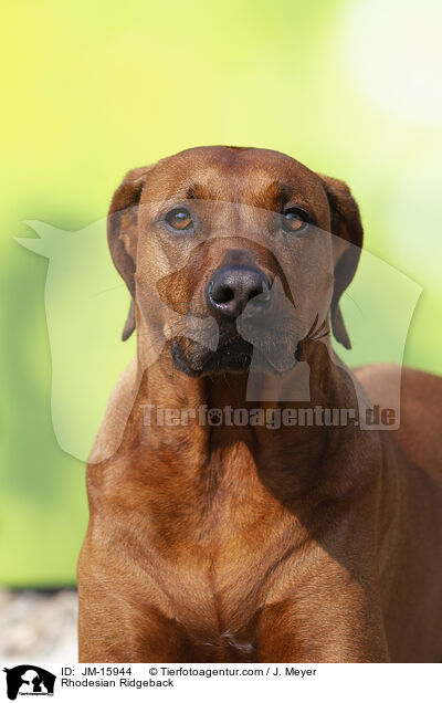 Rhodesian Ridgeback / Rhodesian Ridgeback / JM-15944
