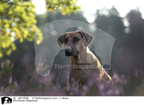 Rhodesian Ridgeback / Rhodesian Ridgeback / JM-15946