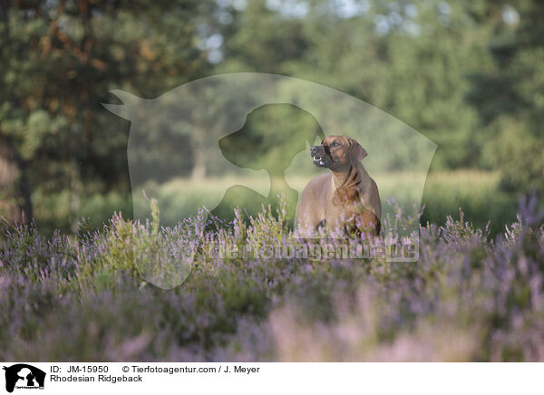 Rhodesian Ridgeback / Rhodesian Ridgeback / JM-15950