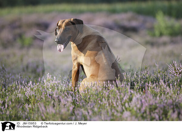 Rhodesian Ridgeback / Rhodesian Ridgeback / JM-15953