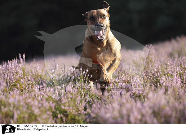 Rhodesian Ridgeback / Rhodesian Ridgeback / JM-15959