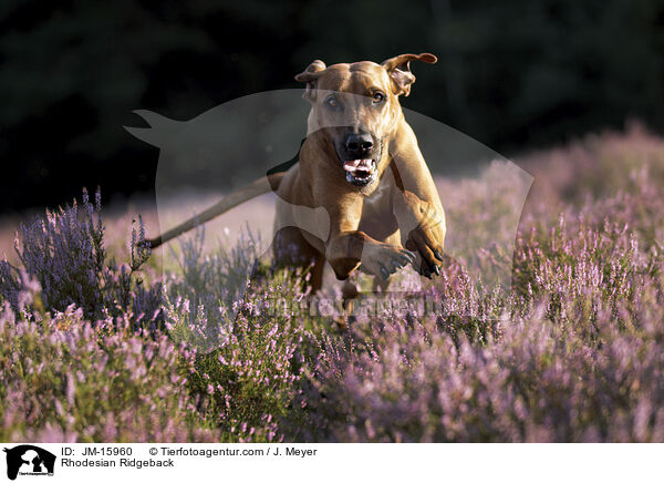 Rhodesian Ridgeback / Rhodesian Ridgeback / JM-15960