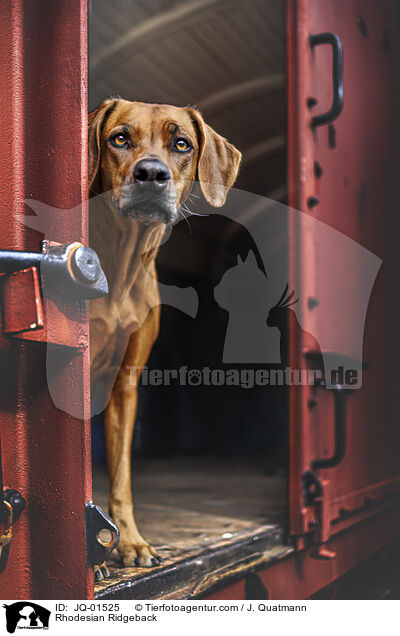 Rhodesian Ridgeback / Rhodesian Ridgeback / JQ-01525