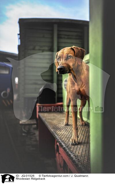 Rhodesian Ridgeback / Rhodesian Ridgeback / JQ-01526