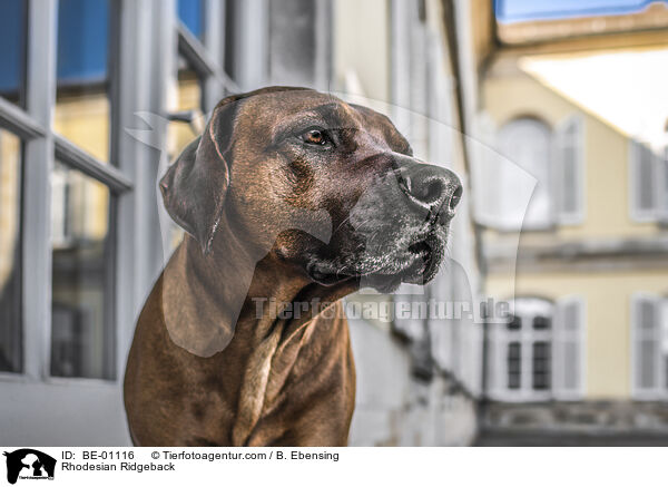 Rhodesian Ridgeback / Rhodesian Ridgeback / BE-01116
