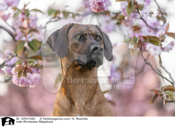 Rhodesian Ridgeback Rde / male Rhodesian Ridgeback / KR-01060