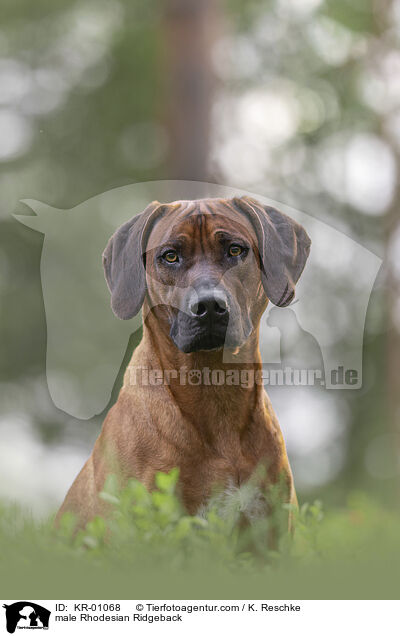 Rhodesian Ridgeback R�de / male Rhodesian Ridgeback / KR-01068