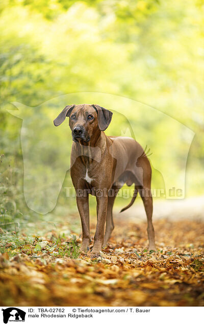 Rhodesian Ridgeback R�de / male Rhodesian Ridgeback / TBA-02762