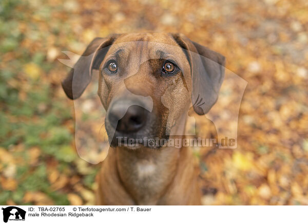 Rhodesian Ridgeback Rde / male Rhodesian Ridgeback / TBA-02765